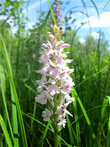 Geflecktes Knabenkraut (Dactylorhiza maculata) im Naturschutzgebiet „St. Arnualer Wiesen“