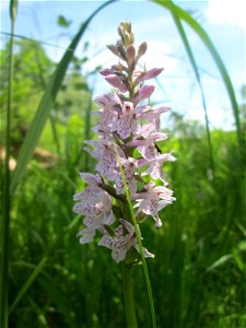 Geflecktes Knabenkraut (Dactylorhiza maculata) im Naturschutzgebiet „St. Arnualer Wiesen“