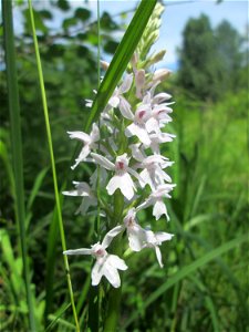 Geflecktes Knabenkraut (Dactylorhiza maculata) im Naturschutzgebiet „St. Arnualer Wiesen“