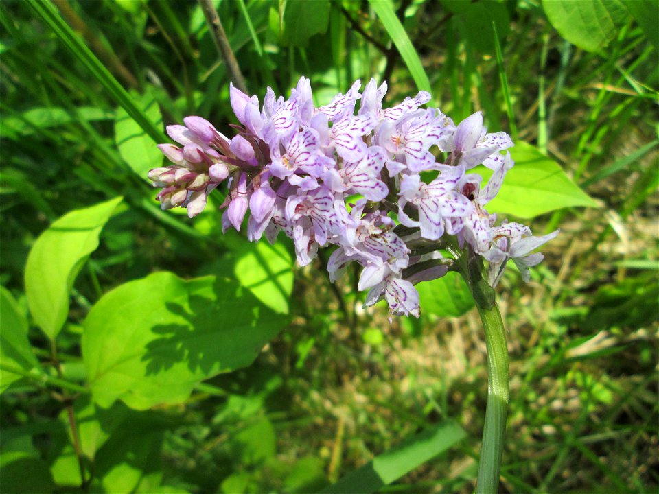 Geflecktes Knabenkraut (Dactylorhiza maculata) im Naturschutzgebiet „St. Arnualer Wiesen“