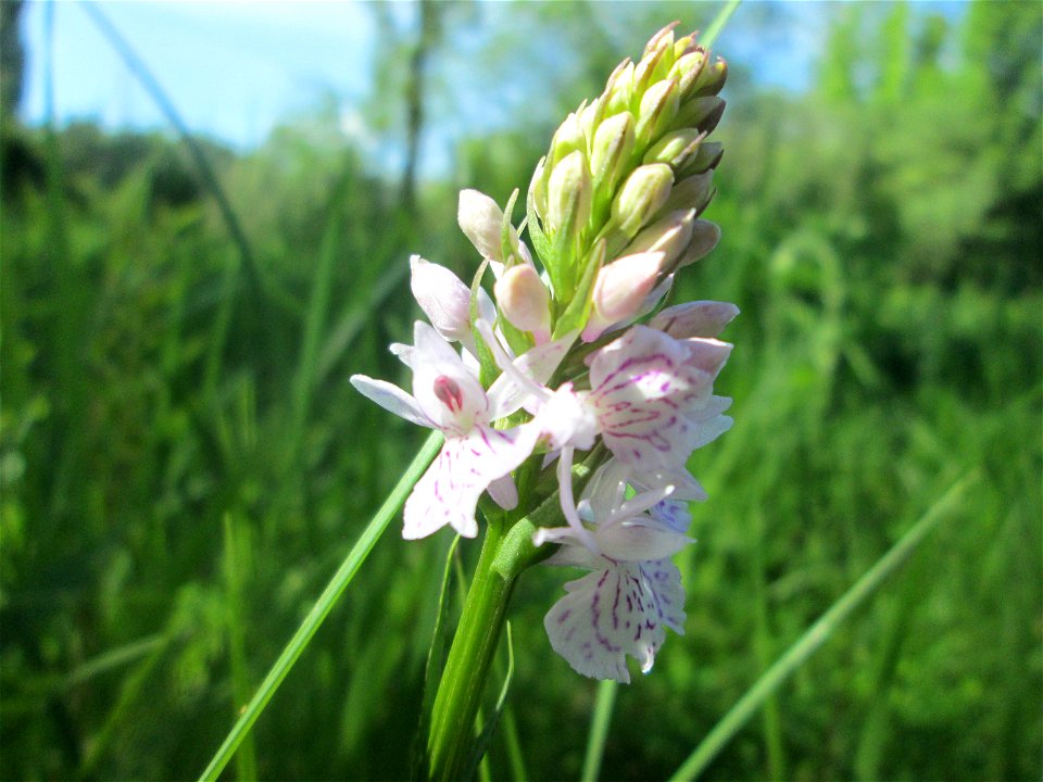 Geflecktes Knabenkraut (Dactylorhiza maculata) im Naturschutzgebiet "St. Arnualer Wiesen"