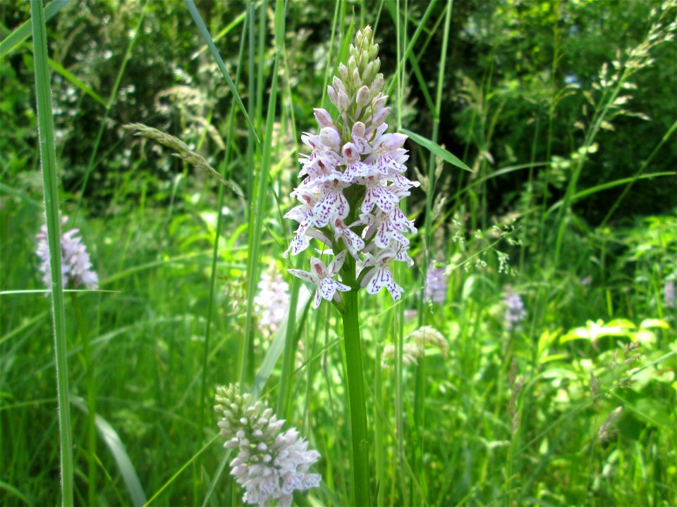 Geflecktes Knabenkraut (Dactylorhiza maculata) im Naturschutzgebiet „St. Arnualer Wiesen“