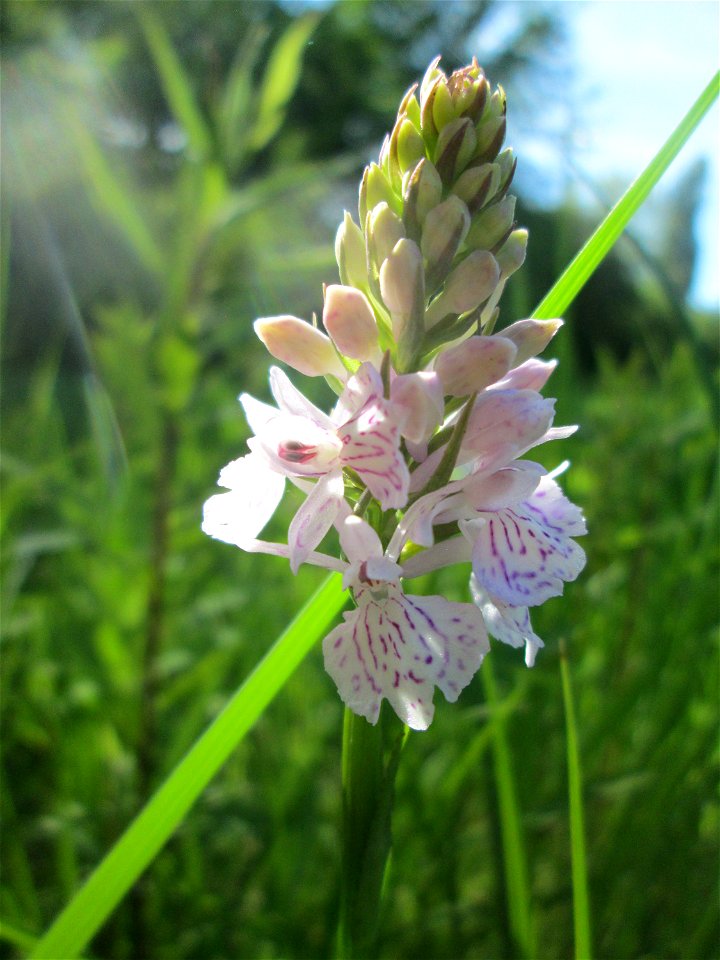 Geflecktes Knabenkraut (Dactylorhiza maculata) im Naturschutzgebiet "St. Arnualer Wiesen"