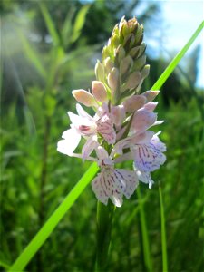 Geflecktes Knabenkraut (Dactylorhiza maculata) im Naturschutzgebiet "St. Arnualer Wiesen"