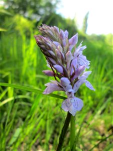 Geflecktes Knabenkraut (Dactylorhiza maculata) im Naturschutzgebiet "St. Arnualer Wiesen"