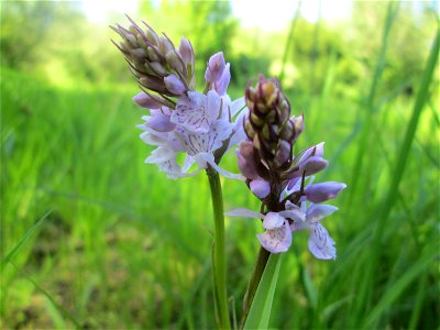 Geflecktes Knabenkraut (Dactylorhiza maculata) im Naturschutzgebiet "St. Arnualer Wiesen"