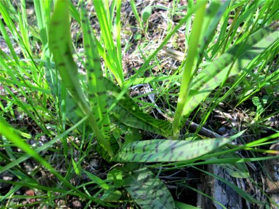 Geflecktes Knabenkraut (Dactylorhiza maculata) im Naturschutzgebiet "St. Arnualer Wiesen"