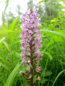 Geflecktes Knabenkraut (Dactylorhiza maculata) im Naturschutzgebiet "St. Arnualer Wiesen"