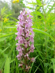 Geflecktes Knabenkraut (Dactylorhiza maculata) im Naturschutzgebiet "St. Arnualer Wiesen"