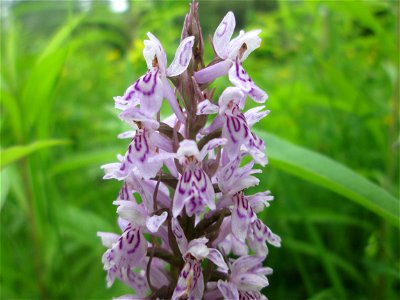 Geflecktes Knabenkraut (Dactylorhiza maculata) im Naturschutzgebiet "St. Arnualer Wiesen"