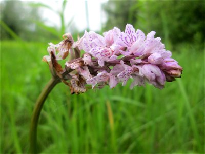 Geflecktes Knabenkraut (Dactylorhiza maculata) im Naturschutzgebiet "St. Arnualer Wiesen"