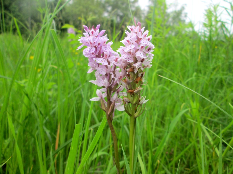 Geflecktes Knabenkraut (Dactylorhiza maculata) im Naturschutzgebiet "St. Arnualer Wiesen"
