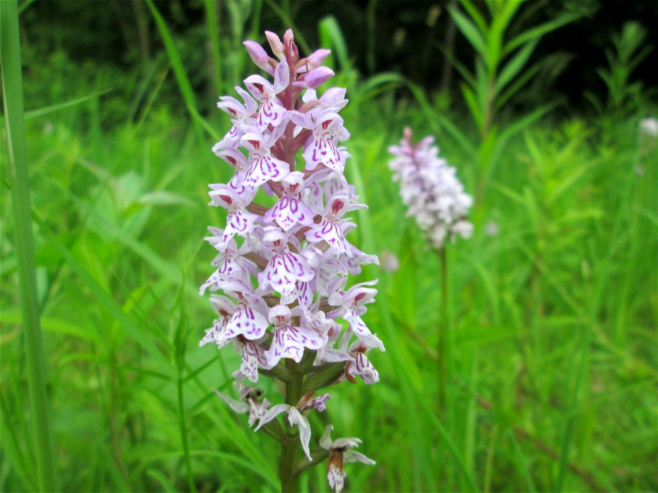 Geflecktes Knabenkraut (Dactylorhiza maculata) im Naturschutzgebiet "St. Arnualer Wiesen"