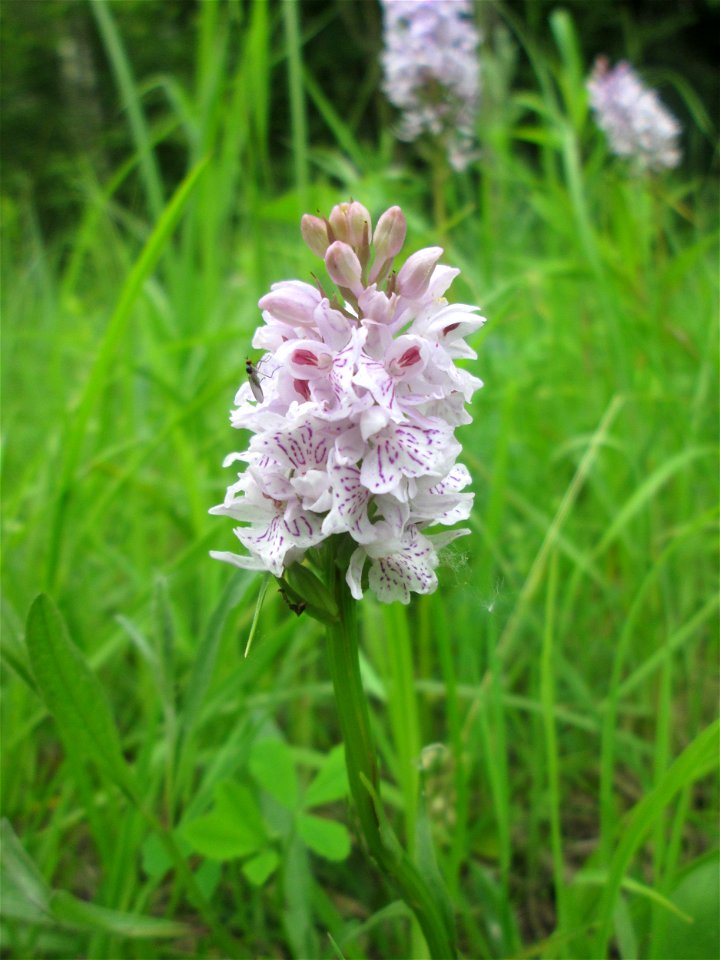 Geflecktes Knabenkraut (Dactylorhiza maculata) im Naturschutzgebiet "St. Arnualer Wiesen"