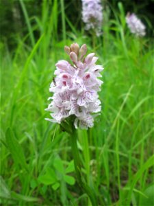 Geflecktes Knabenkraut (Dactylorhiza maculata) im Naturschutzgebiet "St. Arnualer Wiesen"
