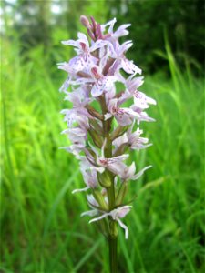 Geflecktes Knabenkraut (Dactylorhiza maculata) im Naturschutzgebiet "St. Arnualer Wiesen"