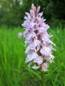 Geflecktes Knabenkraut (Dactylorhiza maculata) im Naturschutzgebiet „St. Arnualer Wiesen“