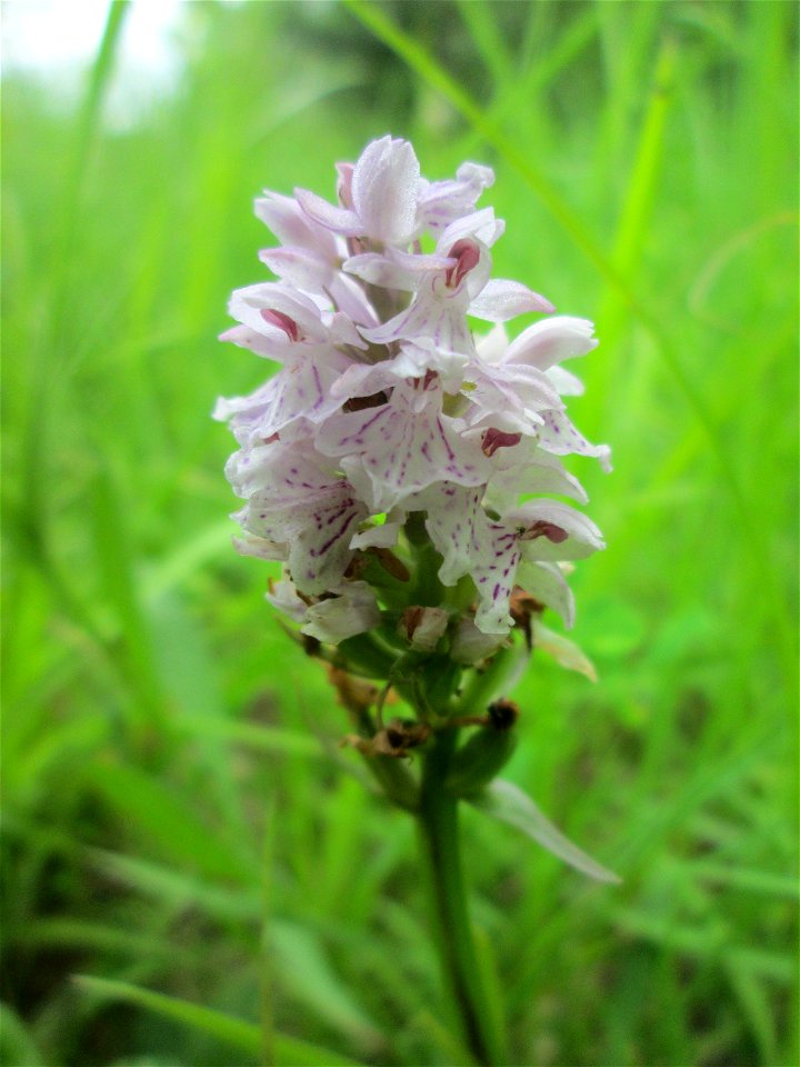 Geflecktes Knabenkraut (Dactylorhiza maculata) im Naturschutzgebiet „St. Arnualer Wiesen“