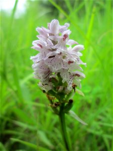 Geflecktes Knabenkraut (Dactylorhiza maculata) im Naturschutzgebiet „St. Arnualer Wiesen“