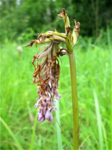 Geflecktes Knabenkraut (Dactylorhiza maculata) im Naturschutzgebiet „St. Arnualer Wiesen“