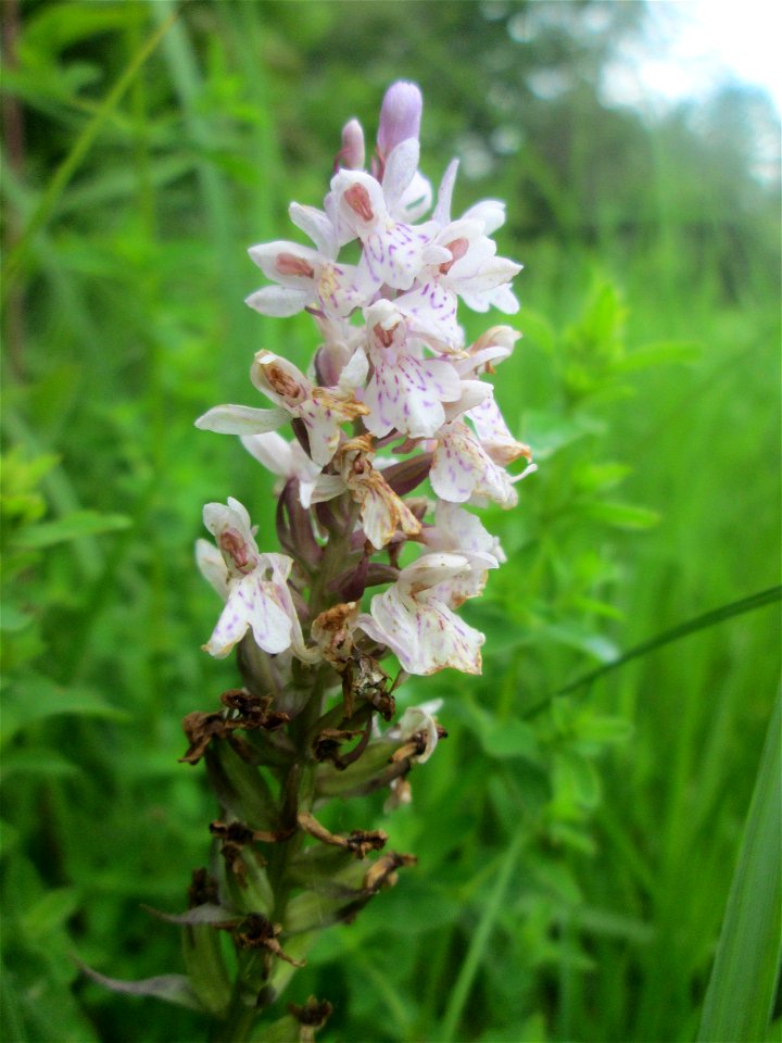 Geflecktes Knabenkraut (Dactylorhiza maculata) im Naturschutzgebiet „St. Arnualer Wiesen“