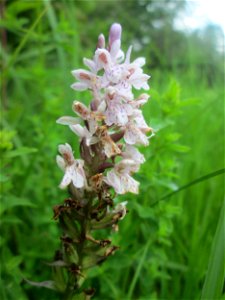 Geflecktes Knabenkraut (Dactylorhiza maculata) im Naturschutzgebiet „St. Arnualer Wiesen“