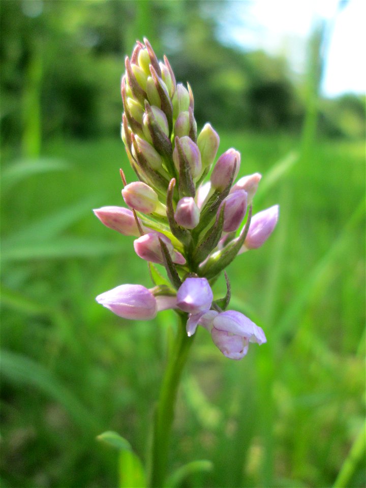 Geflecktes Knabenkraut (Dactylorhiza maculata) im Naturschutzgebiet „St. Arnualer Wiesen“