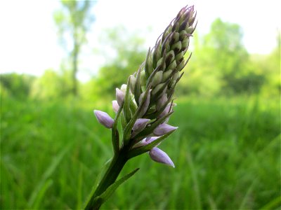 Geflecktes Knabenkraut (Dactylorhiza maculata) im Naturschutzgebiet „St. Arnualer Wiesen“