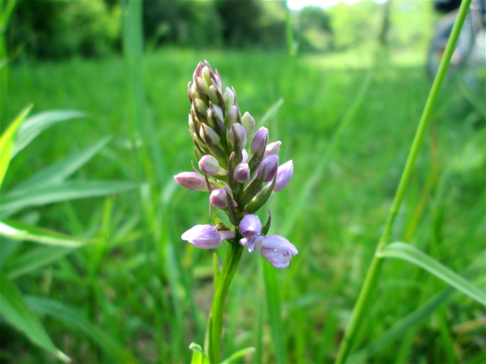 Geflecktes Knabenkraut (Dactylorhiza maculata) im Naturschutzgebiet „St. Arnualer Wiesen“