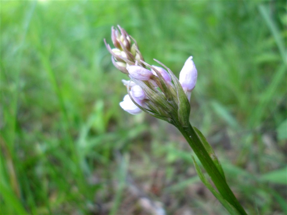 Geflecktes Knabenkraut (Dactylorhiza maculata) im Naturschutzgebiet „St. Arnualer Wiesen“