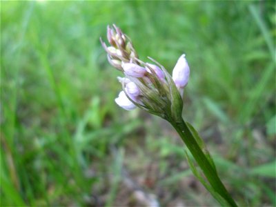 Geflecktes Knabenkraut (Dactylorhiza maculata) im Naturschutzgebiet „St. Arnualer Wiesen“