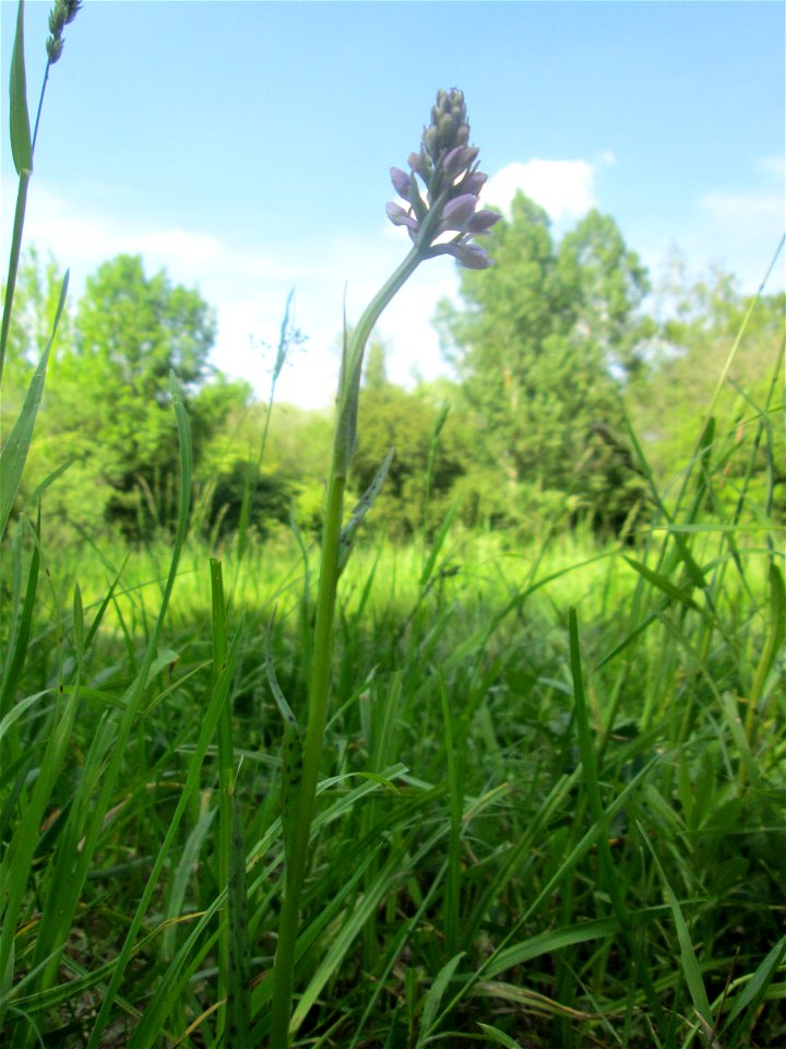 Geflecktes Knabenkraut (Dactylorhiza maculata) im Naturschutzgebiet „St. Arnualer Wiesen“
