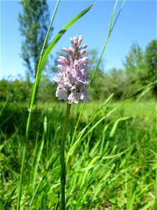 Geflecktes Knabenkraut (Dactylorhiza maculata) im Naturschutzgebiet „St. Arnualer Wiesen“