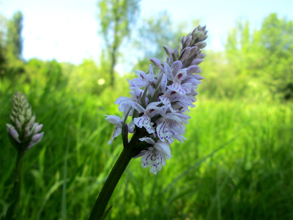 Geflecktes Knabenkraut (Dactylorhiza maculata) im Naturschutzgebiet „St. Arnualer Wiesen“