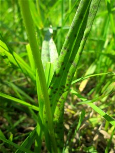 Geflecktes Knabenkraut (Dactylorhiza maculata) im Naturschutzgebiet „St. Arnualer Wiesen“