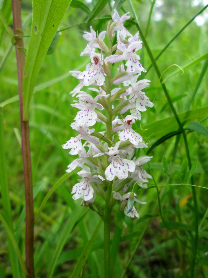 Geflecktes Knabenkraut (Dactylorhiza maculata) im Naturschutzgebiet „St. Arnualer Wiesen“