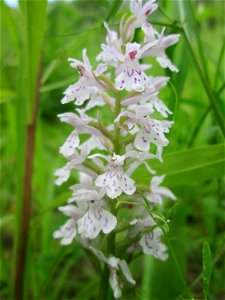 Geflecktes Knabenkraut (Dactylorhiza maculata) im Naturschutzgebiet „St. Arnualer Wiesen“