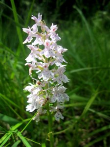 Geflecktes Knabenkraut (Dactylorhiza maculata) im Naturschutzgebiet „St. Arnualer Wiesen“