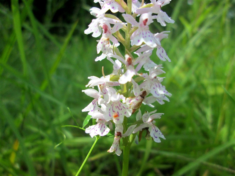 Geflecktes Knabenkraut (Dactylorhiza maculata) im Naturschutzgebiet „St. Arnualer Wiesen“