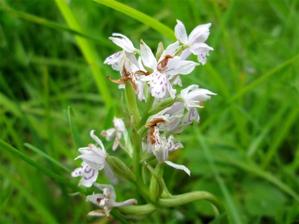 Geflecktes Knabenkraut (Dactylorhiza maculata) im Naturschutzgebiet „St. Arnualer Wiesen“