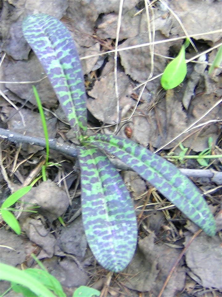 Dactylorhiza maculata (L.) Soo, leaves. Russia, Ukhta. Пальчатокоренник пятнистый, листья. Россия, Ухта.