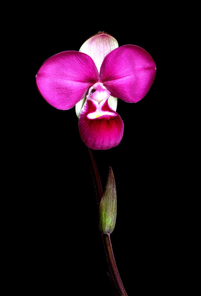 A photo of the orchid Phragmipedium kovachii, which I bought with full CITES paperwork from a commercial grower in Germany in early 2010. After 18 months it came into bloom.