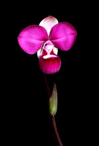 A photo of the orchid Phragmipedium kovachii, which I bought with full CITES paperwork from a commercial grower in Germany in early 2010. After 18 months it came into bloom.