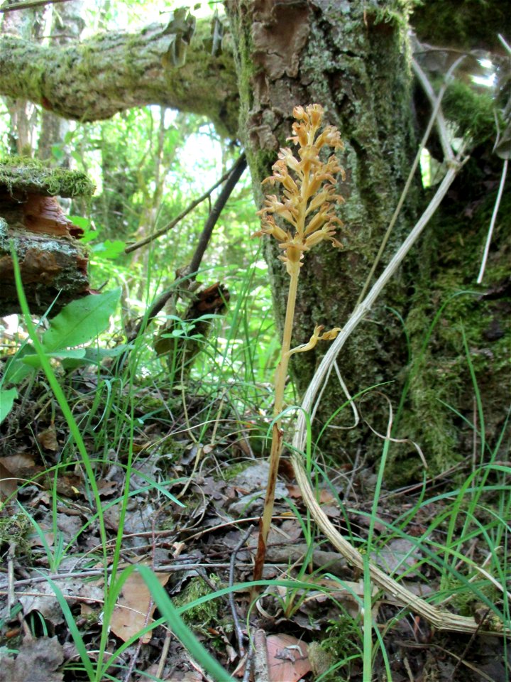 Vogel-Nestwurz (Neottia nidus-avis) im Naturschutzgebiet „Birzberg, Honigsack/Kappelberghang“