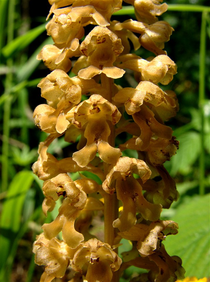 Neottia nidus-avis, (Orchidaceae). Les Hauts-Geneveys, Neuchâtel, Switzerland.