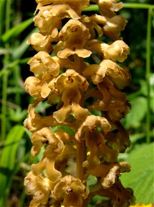 Neottia nidus-avis, (Orchidaceae). Les Hauts-Geneveys, Neuchâtel, Switzerland.