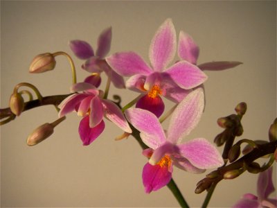 Phalaenopsis equestris grown in pot. Flower close up photo