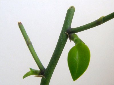 A common keiki born in a spike of Phalaenopsis equestris grown at home photo