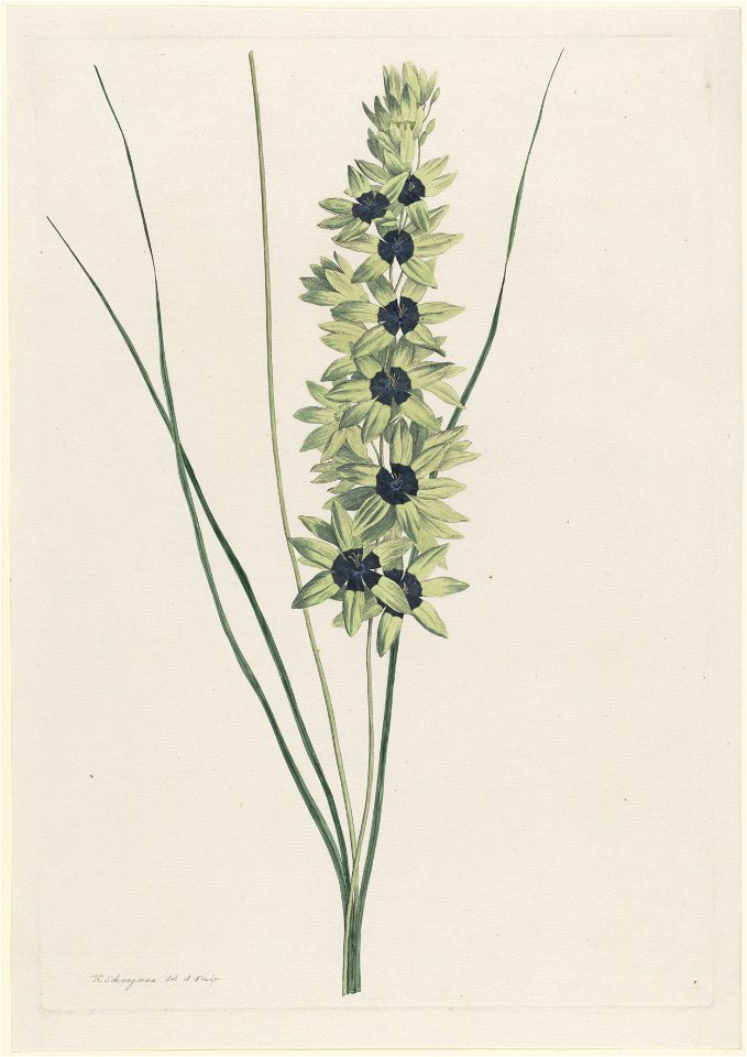 IdentificatieTitel(s): Afrikaanse iris (Ixia maculata viridis)Objecttype: prent ornamentprent Objectnummer: RP-P-1904-4049Opschriften / Merken: verzamelaarsmerk, verso, gestempeld: Lugt 2228Vervaardig