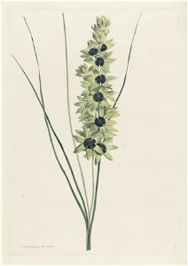IdentificatieTitel(s): Afrikaanse iris (Ixia maculata viridis)Objecttype: prent ornamentprent Objectnummer: RP-P-1904-4049Opschriften / Merken: verzamelaarsmerk, verso, gestempeld: Lugt 2228Vervaardig